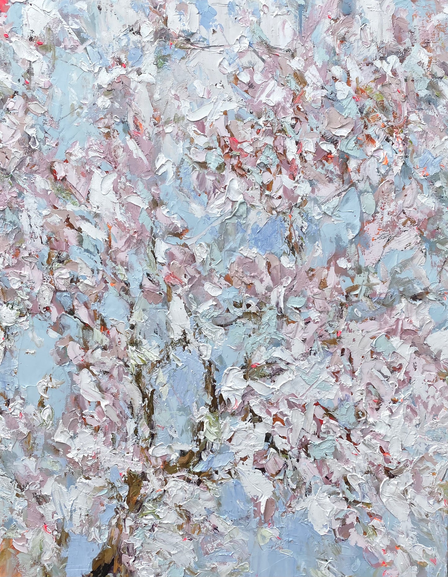 Cherry Blossoms